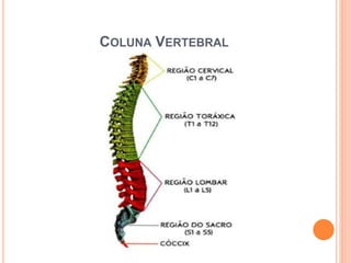 COLUNA VERTEBRAL
 
