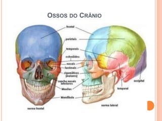 OSSOS DO CRÂNIO
 