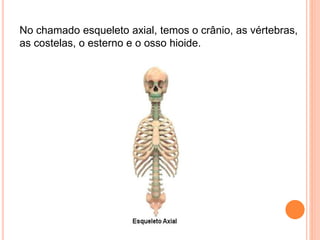 No chamado esqueleto axial, temos o crânio, as vértebras,
as costelas, o esterno e o osso hioide.
 