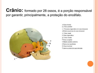 Crânio: formado por 28 ossos, é a porção responsável
por garantir, principalmente, a proteção do encéfalo.
 