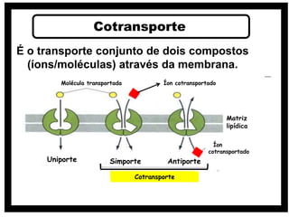 É o transporte conjunto de dois compostos
(íons/moléculas) através da membrana.
Cotransporte
Molécula transportada Íon cotransportado
Uniporte Simporte Antiporte
Íon
cotransportado
Matriz
lipídica
Cotransporte
 