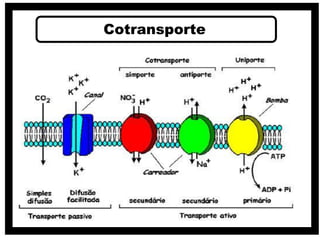 Cotransporte
 