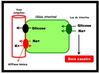 Luz do intestino
Vaso
sanguíneo
Célula intestinal
Glicose
Na+
K+
Soro caseiro
ATPase iônica
Glicose
Na+
 