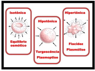 Isotônica
Hipotônica
Hipertônica
Equilíbrio
osmótico
Turgescência
Plasmoptise
Flacidez
Plasmólise
 