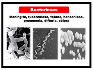 Bacterioses
Meningite, tuberculose, tétano, hanseníase,
pneumonia, difteria, cólera
 