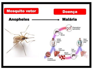 Mosquito vetor Doença
Anopheles Malária
 