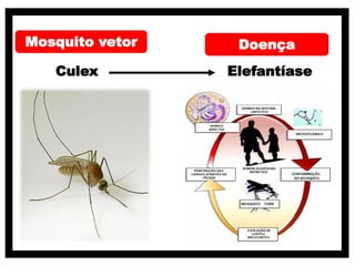 Culex Elefantíase
Mosquito vetor Doença
 