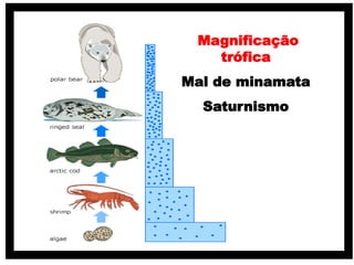 Magnificação
trófica
Mal de minamata
Saturnismo
 