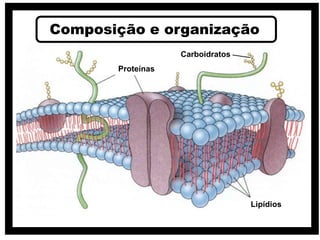 Composição e organização
Proteínas
Lipídios
Carboidratos
 
