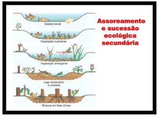 Assoreamento
e sucessão
ecológica
secundária
 