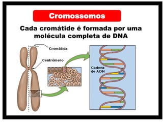 Cada cromátide é formada por uma
molécula completa de DNA
Cromossomos
 