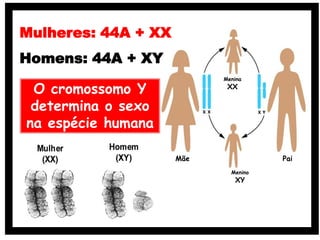 O cromossomo Y
determina o sexo
na espécie humana
PaiMãe
Menino
XY
Menina
XX
Mulheres: 44A + XX
Homens: 44A + XY
 