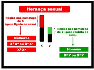Região não-homóloga
de X
(gene ligado ao sexo)
Região não-homóloga
de Y (gene restrito ao
sexo)
X Y
Mulheres
XA XA ou Xa Xa
XA Xa Homens
XA Y ou Xa Y
Herança sexual
 
