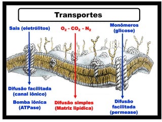 Sais (eletrólitos)
Difusão facilitada
(canal iônico)
Bomba iônica
(ATPase)
O2 - CO2 - N2
Difusão simples
(Matriz lipídica)
Monômeros
(glicose)
Difusão
facilitada
(permease)
Transportes
 