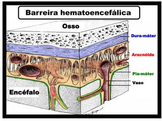 Pia-máter
Dura-máter
Aracnóide
Vaso
Osso
Encéfalo
Barreira hematoencefálica
 