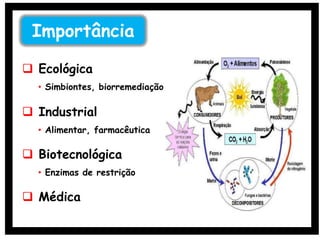  Ecológica
• Simbiontes, biorremediação
 Industrial
• Alimentar, farmacêutica
 Biotecnológica
• Enzimas de restrição
 Médica
Importância
 