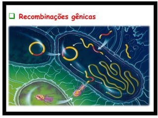  Recombinações gênicas
 