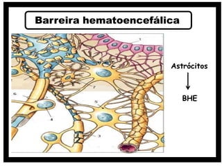 Barreira hematoencefálica
Astrócitos
BHE
 