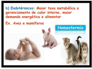b) Endotérmicos: Maior taxa metabólica e
gerenciamento de calor interno, maior
demanda energética e alimentar
Ex. Aves e mamíferos
Homeotermia
 
