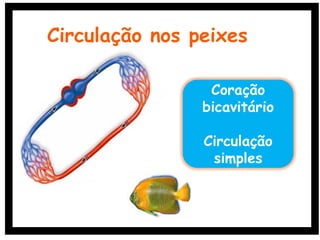 Circulação nos peixes
Coração
bicavitário
Circulação
simples
Oração
 