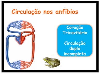 Coração
Tricavitário
Circulação
dupla
incompleta
Circulação nos anfíbios
 