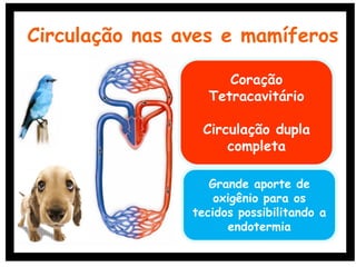 Coração
Tetracavitário
Circulação dupla
completa
Circulação nas aves e mamíferos
Grande aporte de
oxigênio para os
tecidos possibilitando a
endotermia
 