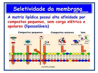 Seletividade da membranaProf. Emanuel
A matriz lipídica possui alta afinidade por
compostos pequenos, sem carga elétrica e
apolares (lipossolúveis)
 