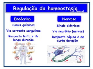 Regulação da homeostasiaProf. Emanuel
Sinais químicos
Via corrente sanguínea
Resposta lenta e de
longa duração
Sinais elétricos
Via neurônio (nervos)
Resposta rápida e de
curta duração
Endócrino Nervoso
 