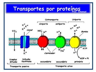 Transportes por proteínasProf. Emanuel
 