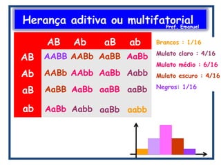 Herança aditiva ou multifatorialProf. Emanuel
AB Ab
AB
aB
aB
Ab
ab
ab
AABB
aabb
AABb AaBB AaBb
AABb AAbb AaBb Aabb
AaBB AaBb aaBB aaBb
AaBb Aabb aaBb
Brancos : 1/16
Mulato claro : 4/16
Mulato médio : 6/16
Mulato escuro : 4/16
Negros: 1/16
 
