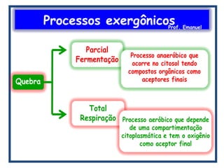 Processos exergônicosProf. Emanuel
 
