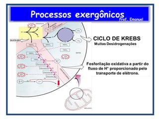 Processos exergônicosProf. Emanuel
 
