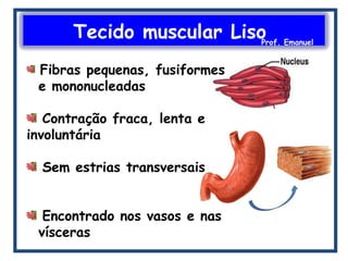 Tecido muscular LisoProf. Emanuel
Fibras pequenas, fusiformes
e mononucleadas
Contração fraca, lenta e
involuntária
Sem estrias transversais
Encontrado nos vasos e nas
vísceras
 
