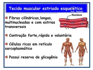 Tecido muscular estriado esquelético
Prof. Emanuel
Fibras cilíndricas,longas,
multinucleadas e com estrias
transversais
Contração forte,rápida e voluntária
Células ricas em retículo
sarcoplasmático
Possui reserva de glicogênio
 
