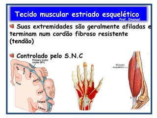 Prof. Emanuel
Suas extremidades são geralmente afiladas e
terminam num cordão fibroso resistente
(tendão)
Controlado pelo S.N.C
Tecido muscular estriado esquelético
Prof. Emanuel
 