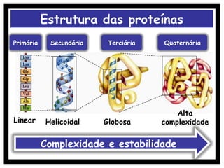 Estrutura das proteínas
Primária Secundária Terciária Quaternária
Linear Helicoidal Globosa
Alta
complexidade
Complexidade e estabilidade
 