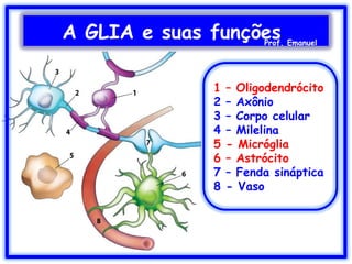 A GLIA e suas funçõesProf. Emanuel
1 – Oligodendrócito
2 – Axônio
3 – Corpo celular
4 – Milelina
5 - Micróglia
6 – Astrócito
7 – Fenda sináptica
8 - Vaso
 