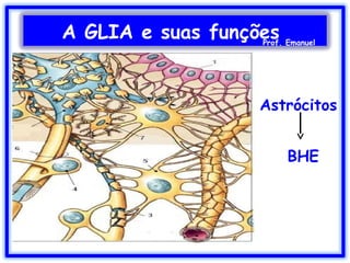 Astrócitos
BHE
A GLIA e suas funçõesProf. Emanuel
 
