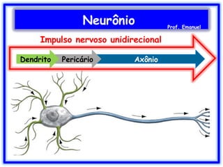 Neurônio Prof. Emanuel
AxônioPericárioDendrito
Impulso nervoso unidirecional
 