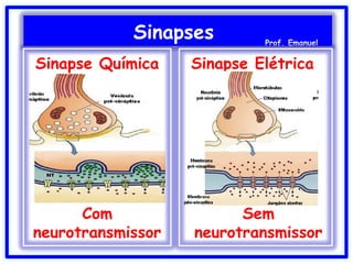 Sinapse Química
Com
neurotransmissor
Sinapse Elétrica
Sinapses Prof. Emanuel
Sem
neurotransmissor
 
