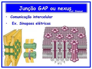 • Comunicação intercelular
• Ex. Sinapses elétricas
Junção GAP ou nexusProf. Emanuel
 