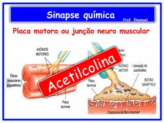 Placa motora ou junção neuro muscular
Sinapse química Prof. Emanuel
Acetilcolina
 