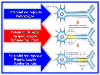 Potencial de repouso
Polarização
Potencial de ação
Despolarização
Difusão facilitada
Potencial de repouso
Repolarização
Bomba de íons
 