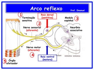 Medula
espinhal
Neurônio
associativo
Nervo sensorial
(aferente)
Terminação
sensitiva
Nervo motor
(eferente)
Órgão
efetuador
1
2
3
4
5
Raiz dorsal
(sentitiva)
Raiz ventral
(motora)
Arco reflexo Prof. Emanuel
 