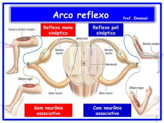 Reflexo mono
sináptico
Reflexo poli
sináptico
Sem neurônio
associativo
Com neurônio
associativo
Arco reflexo Prof. Emanuel
 