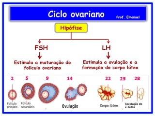 Ciclo ovariano Prof. Emanuel
 