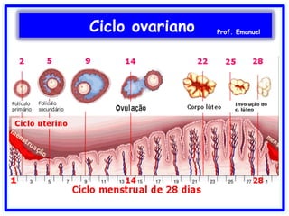 Ciclo ovariano Prof. Emanuel
 