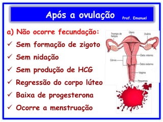 Após a ovulação Prof. Emanuel
 