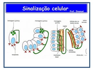 Sinalização celular Prof. Emanuel
 