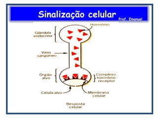 Sinalização celular Prof. Emanuel
 